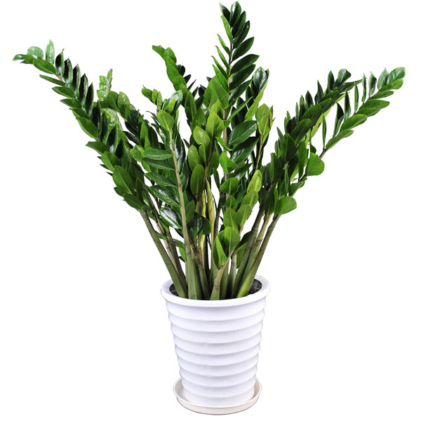 綠植搬家注意事項